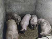 Свині м'ясної породи 150+ кг. ціна 53 грн Вінницька область м.Козятин