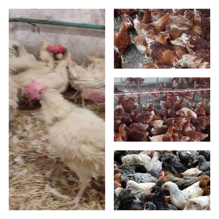 Продам кури несушки! Доставка безкоштовна. Олевськ