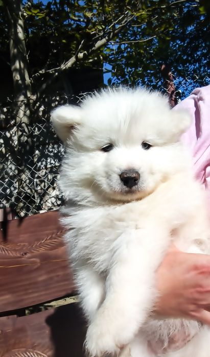 Szczeniak Samoyed