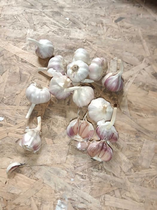Czosnek Harnaś 81 sztuk 4,0 cm przesyłka OLX Tanio!