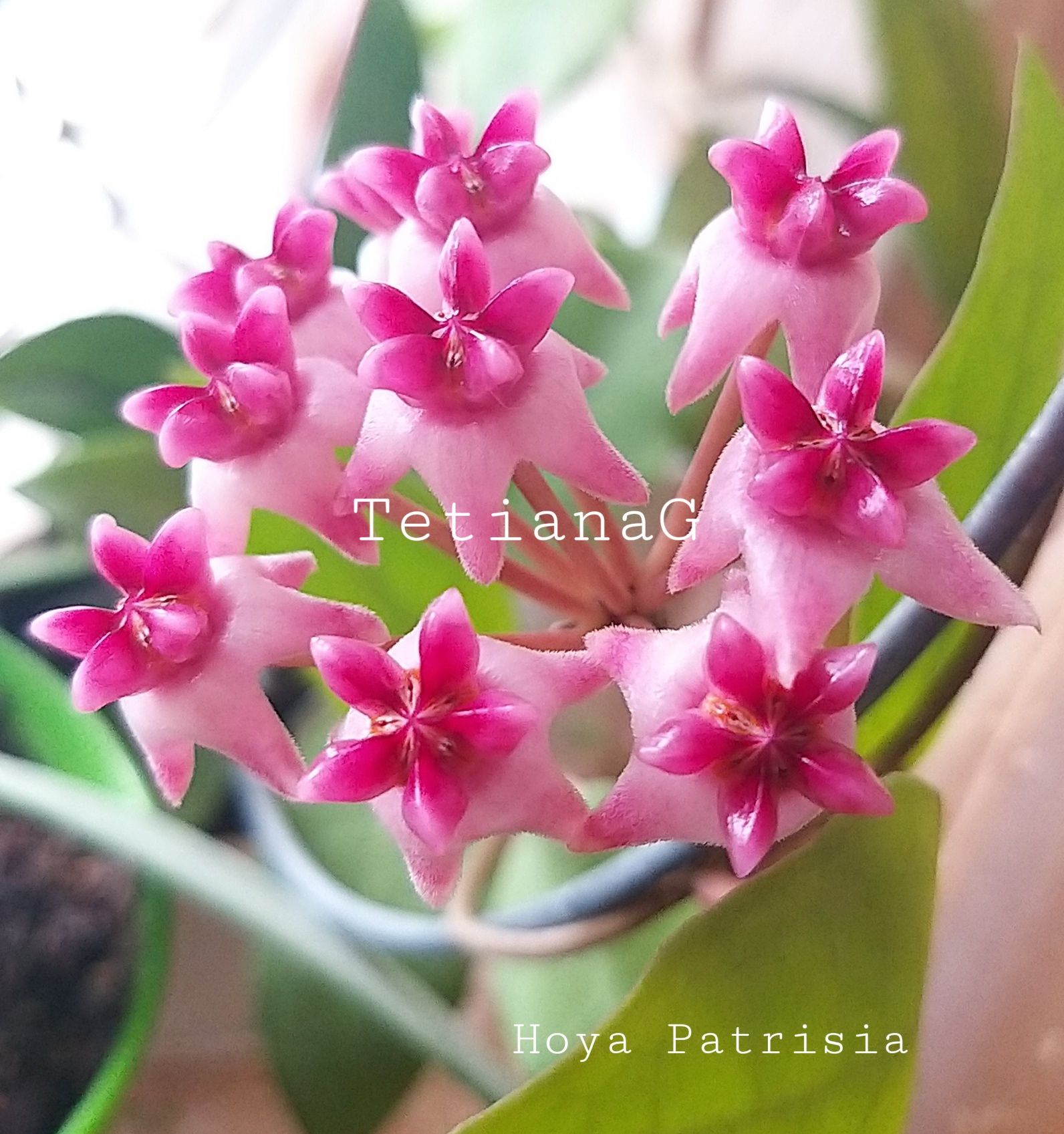 Hoya Patricia хойя хоя вкорінена