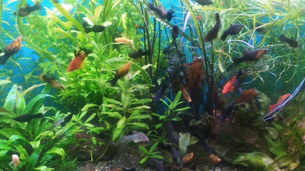 Акварімні рибки, рослини