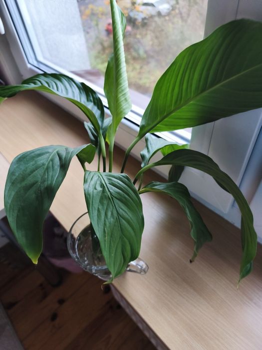 Skrzydłokwiat sadzonka