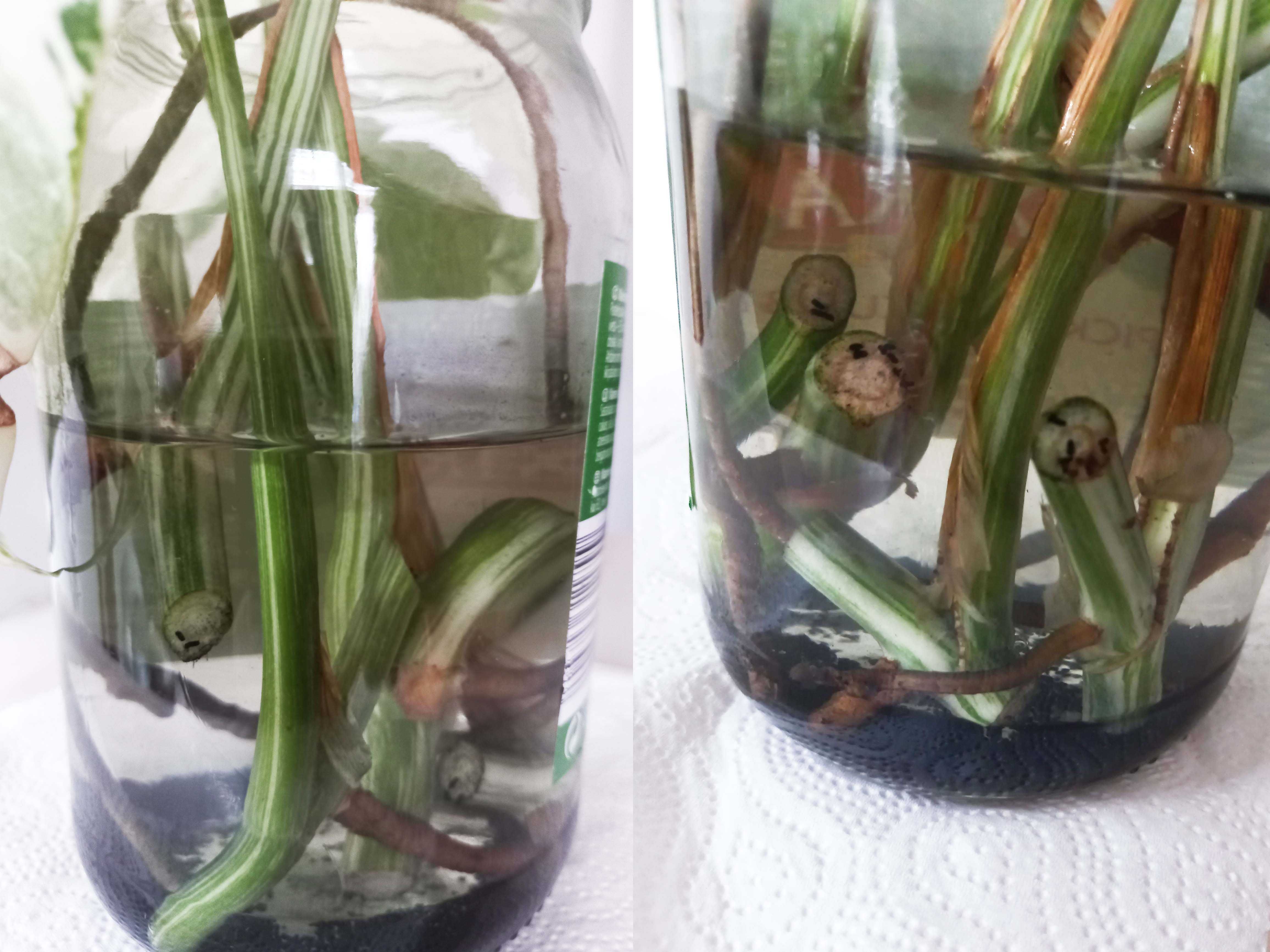 Monstera variegata – sadzonki do ukorzenienia