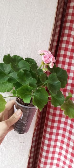 Великі живці сортових пеларгоній