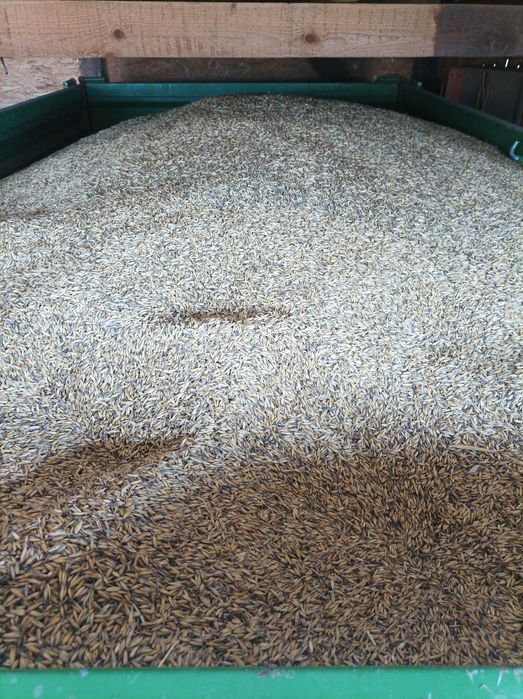 Owies . jęczmień pszenica