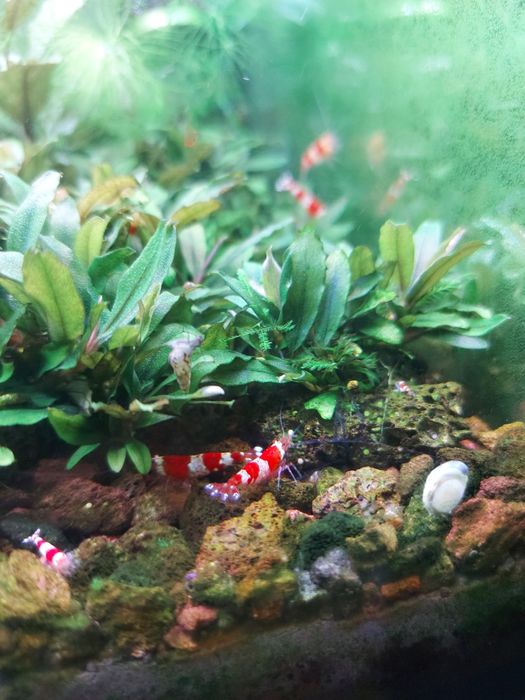 Буцефаландра мини