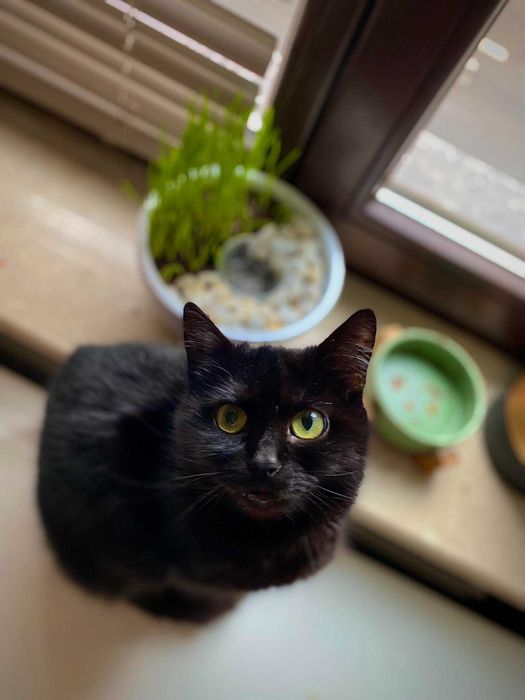 Dzidka szuka domu! Fundacja "Stawiamy na Łapy"