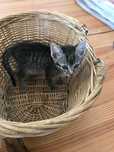 Gatinha fêmea 2 meses para adoção