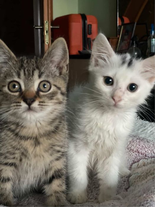 Кошенятка в хороші руки