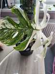 Monstera variegata