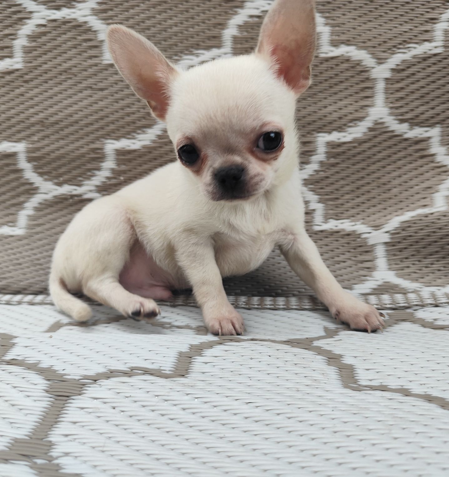 Chihuahua piesek kremowy ZKwP FCI