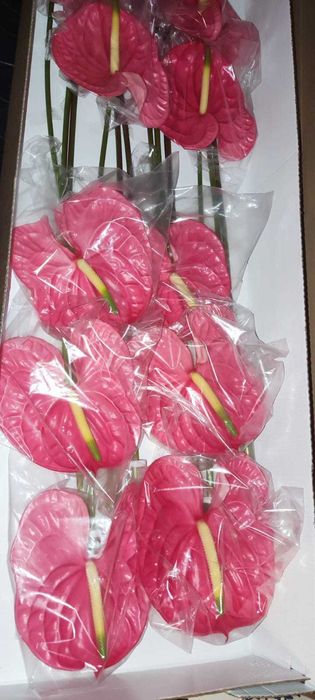 Anturios Flores - Caixa de 12 unidades