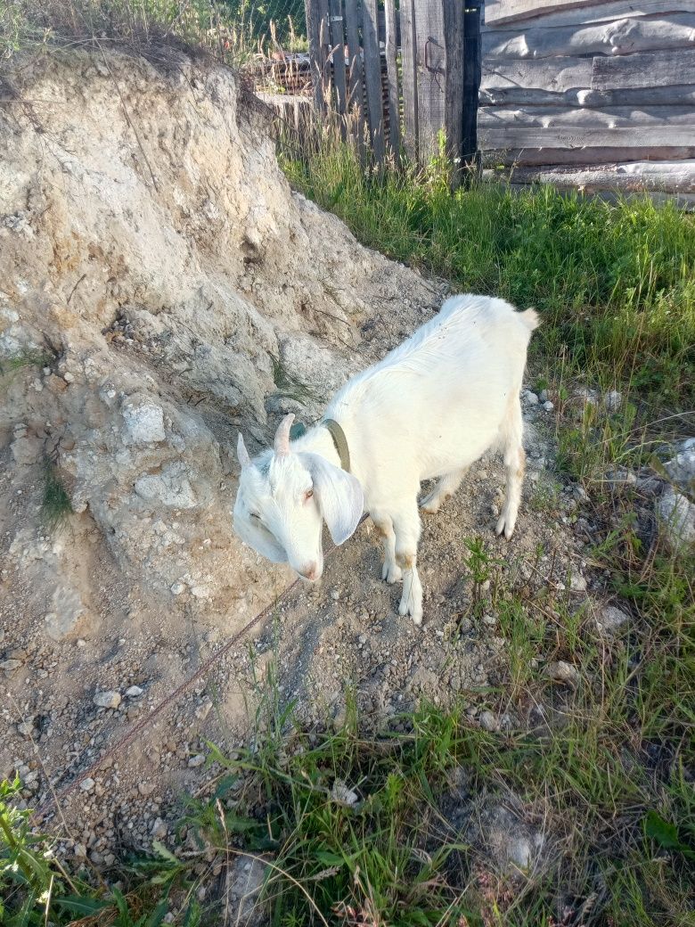 Продам дві козочки