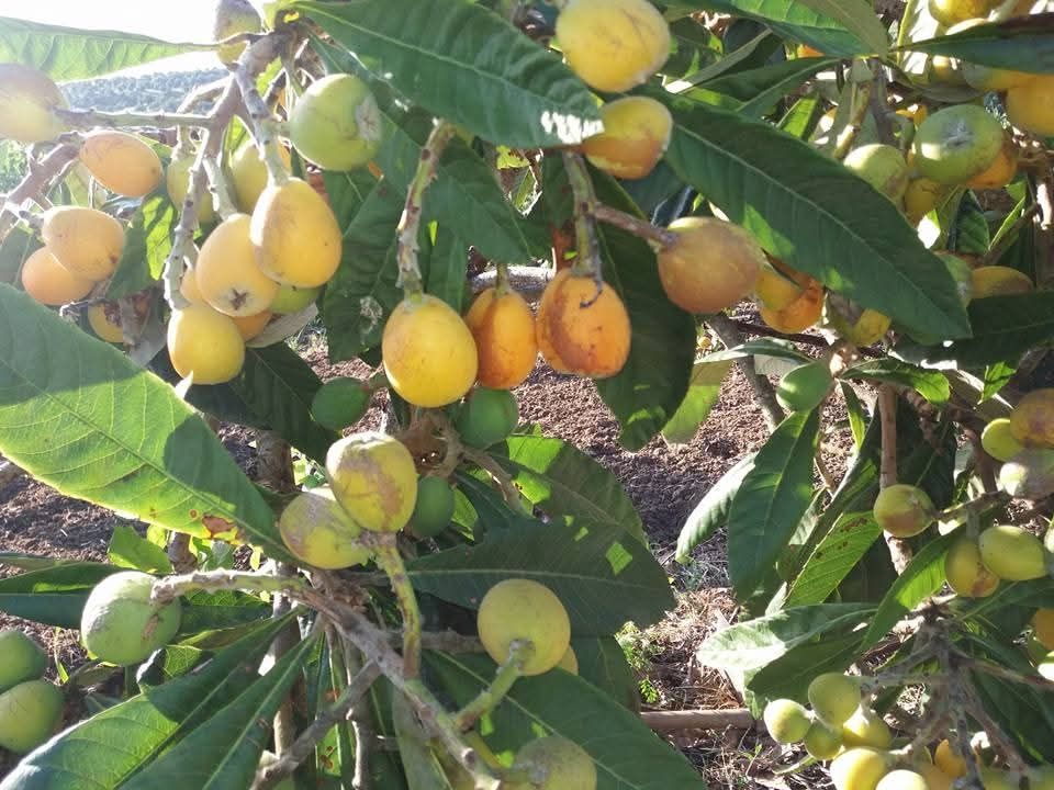 Terreno com 5.3 hectares