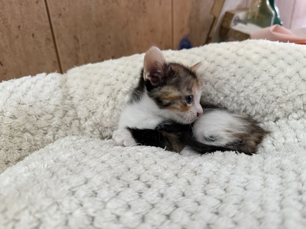 RESERVADA- Gatinha Femea para adoptar