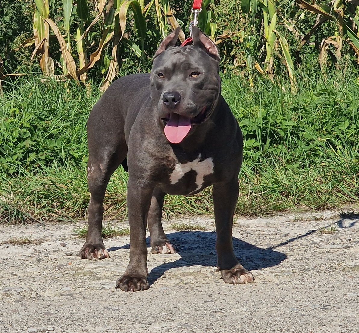 American Staffordshire Terrier Blue