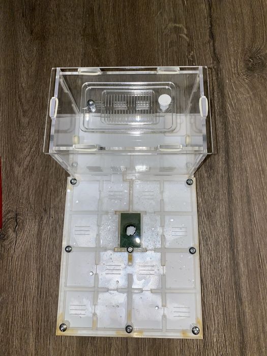 Formikarium dla mrówek