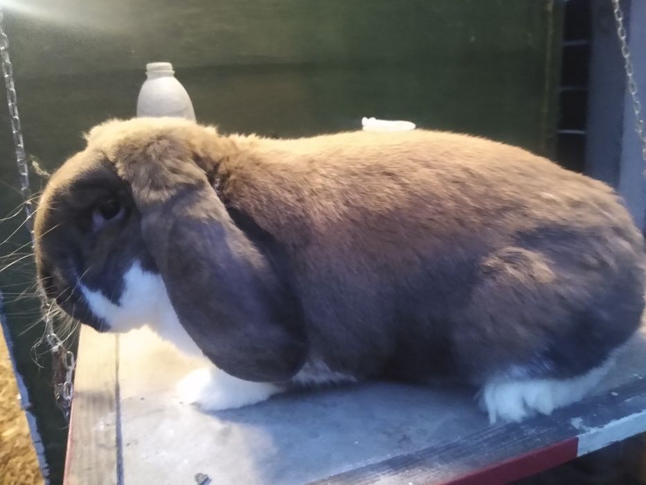 Baran francuski madagaskarowy srokacz