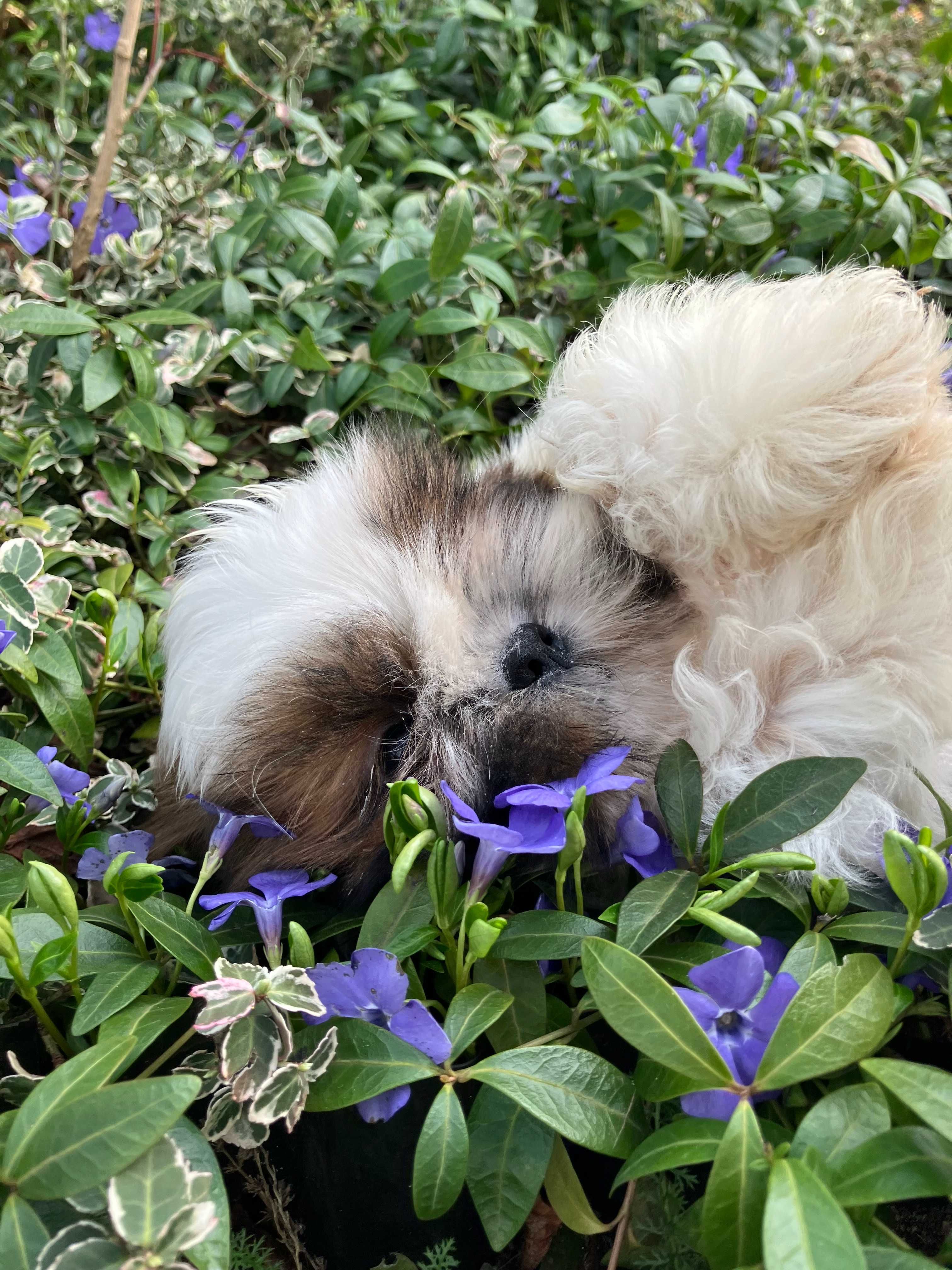 Śliczna biało-złota sunia shih tzu ZKwP