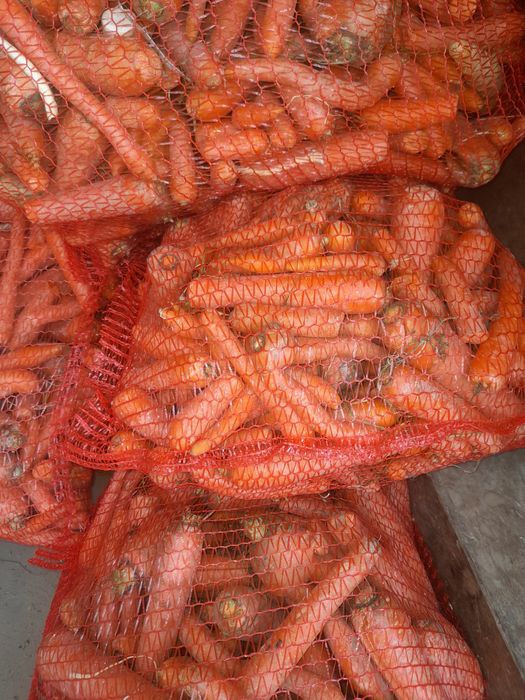 Marchew  paszowa  prosto z pola nie sortowana