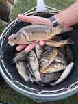 Karp kroczek  21-25cm