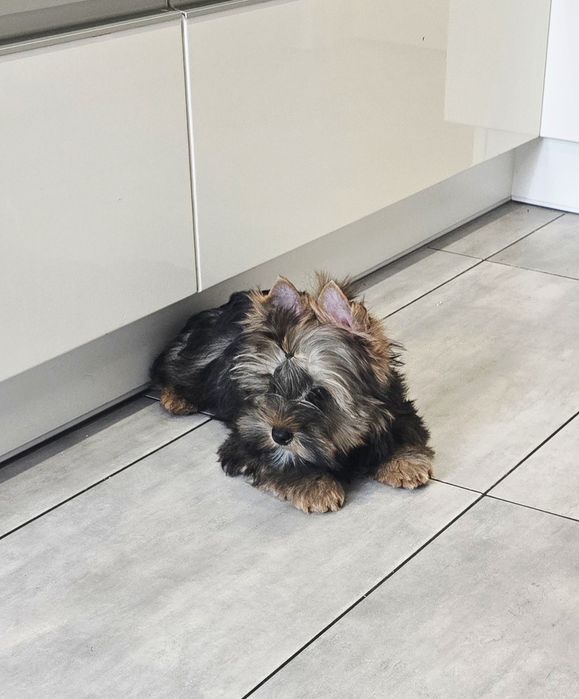 Cudowny czekoladowy piesek York Ocean Pearl Yorki chłopak