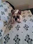 Bulldog frances  procura namorada