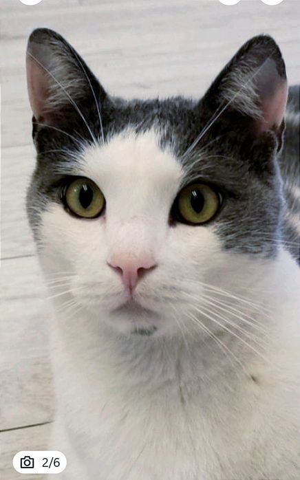 Котик стерильный, шикарный кот