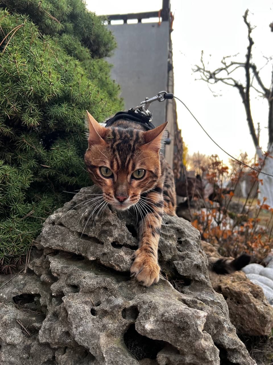 Бенгальський кіт