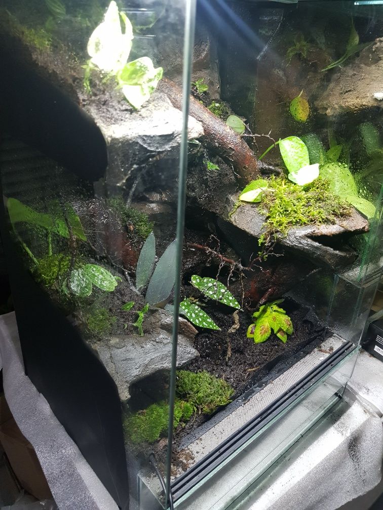 Terrarium 40x40x60 gekon