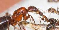 Экзотические муравьи Camponotus turkestanicus, формикарий