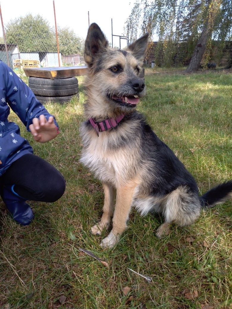 Pongo szuka domu