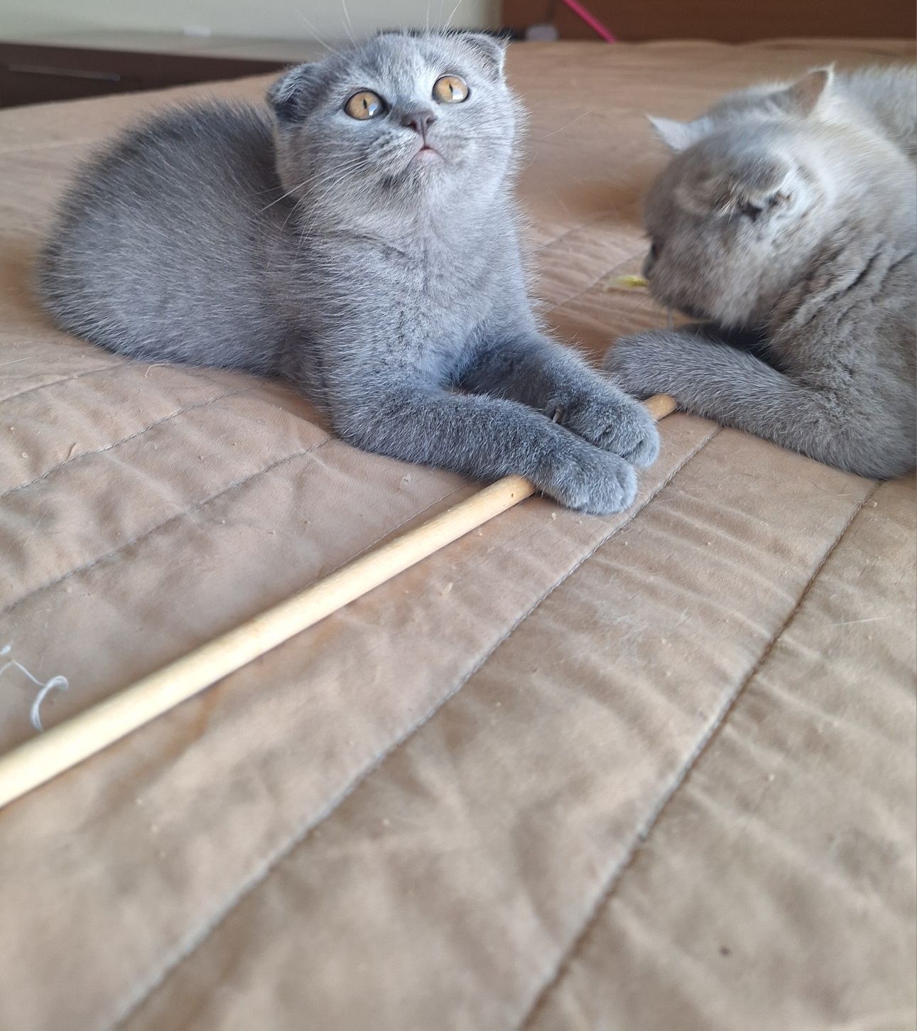 Fêmea  scottish fold azul