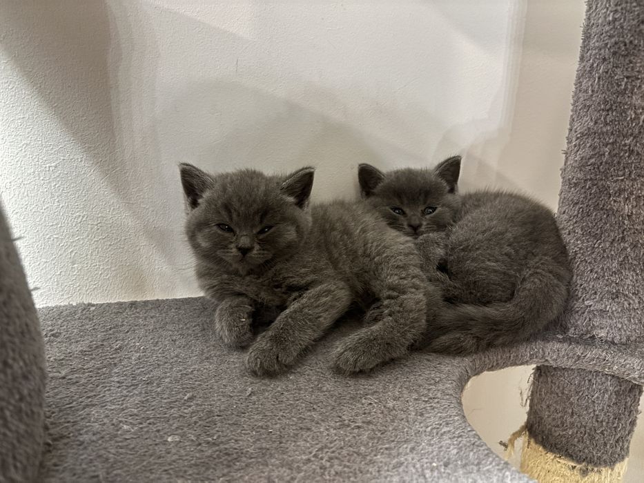 Śliczny kotek Bruno