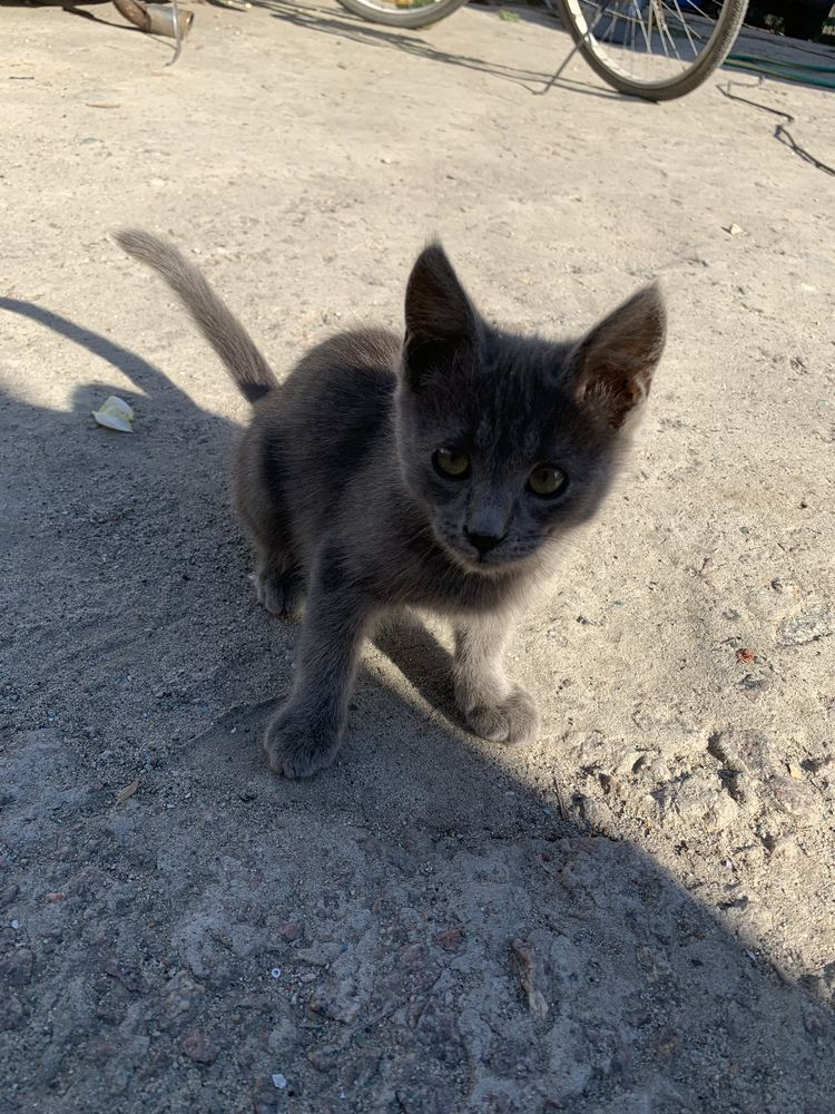 Віддам кошенят вуличні
