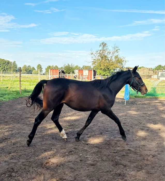 Klacz 2023 po ULCO KWPN