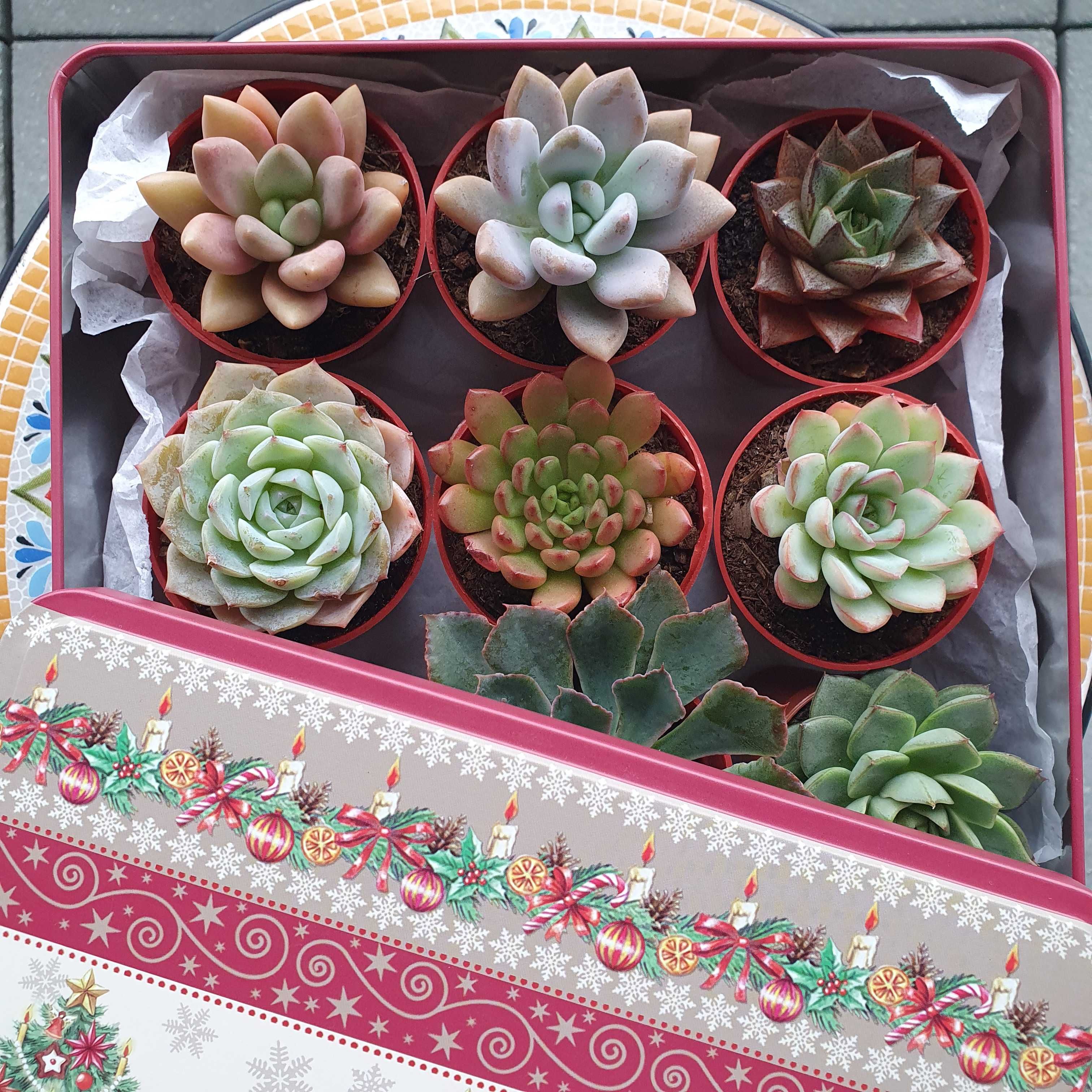 Caixa com suculentas echeverias, conjunto 9 peças