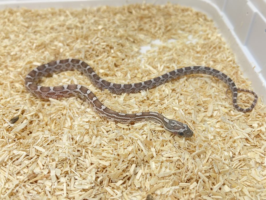 Wąż zbożowy węże zbożowe