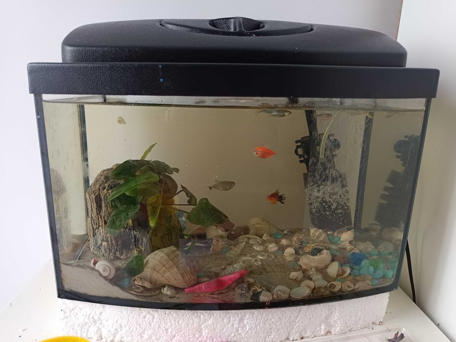 Akwarium z rybkami filtr  rośliny glonojad