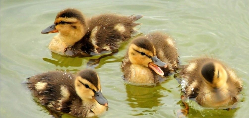 Pato real com quase 2 meses