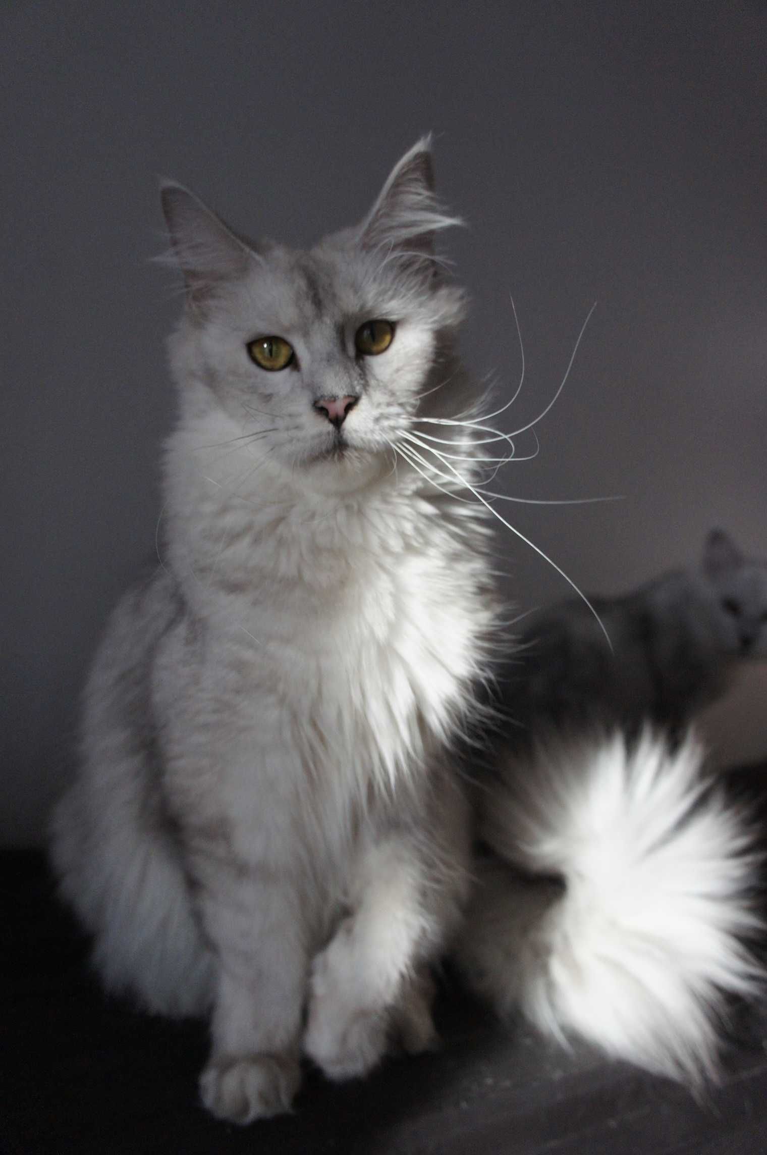 FPL - koteczka  Maine Coon -  GOTOWA