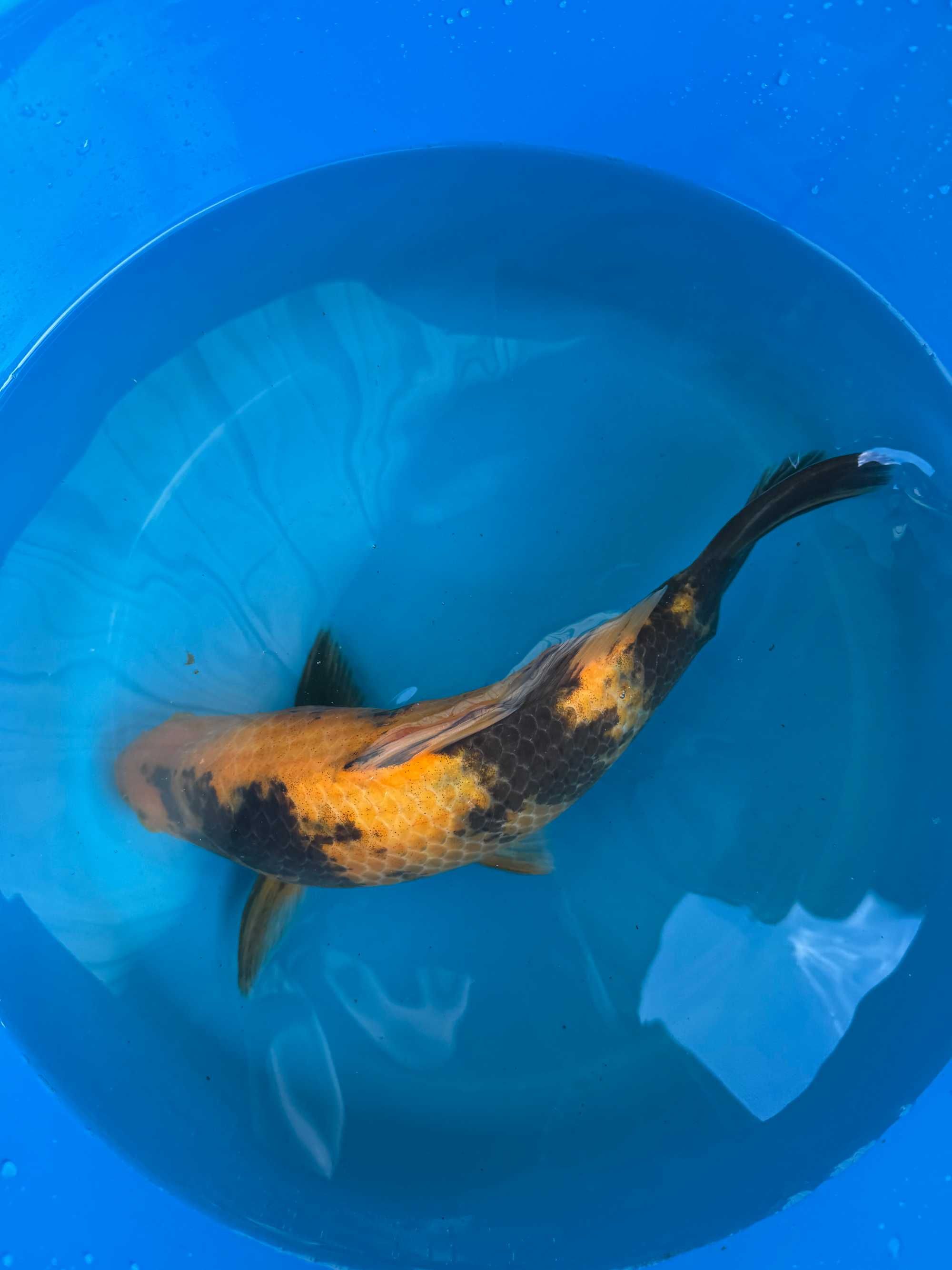 Carpa Koi KI UTSURI 32cm Japonesa