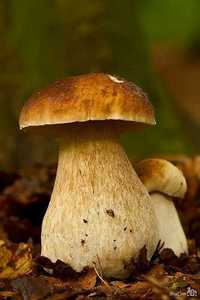 Зерновая грибница Белых грибов - качественный посевной мицелий