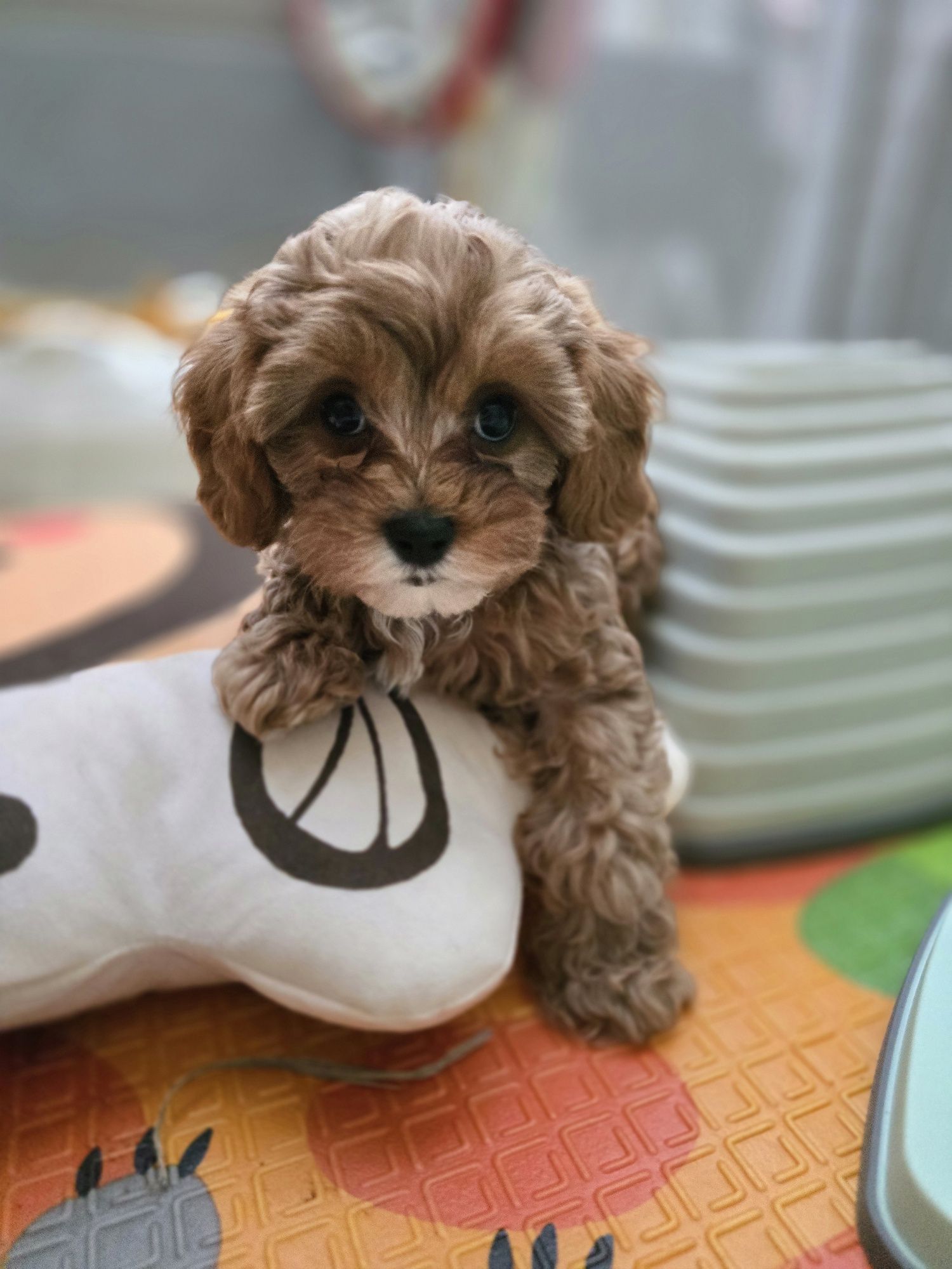 Cavapoo / chłopczyk