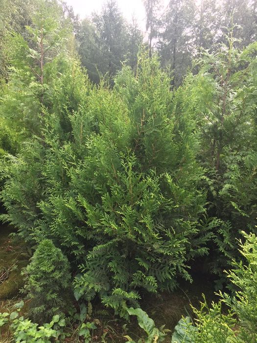 Tuja aureospicatta  aureospikata złotokończysta 140 -250cm