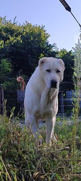 Za darmo owczarki srodkowo azjatyckie  9 tygodniowe