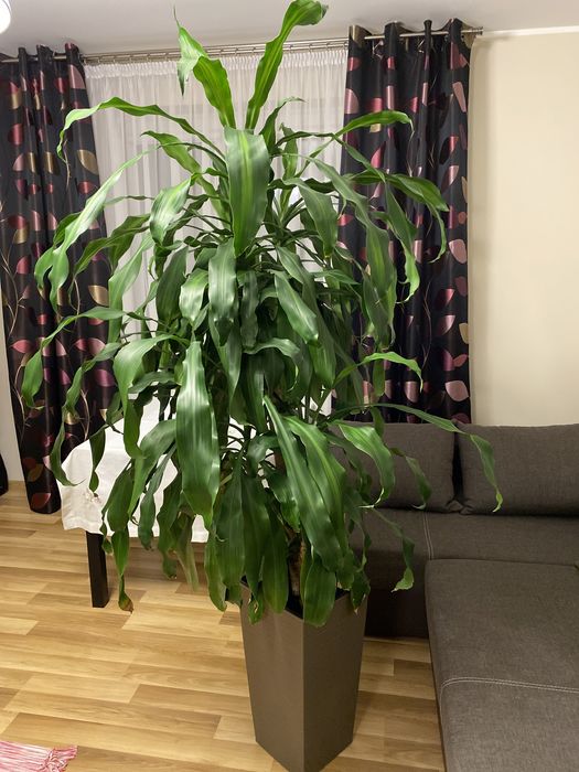 Palma Dracaena fragrans / dracena wonna roślina w doniczce 200 cm