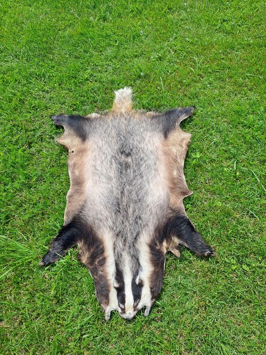 Skóra z borsuka  trofea