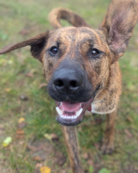 TIRAMISU - Schronisko dla Zwierząt w Ostródzie